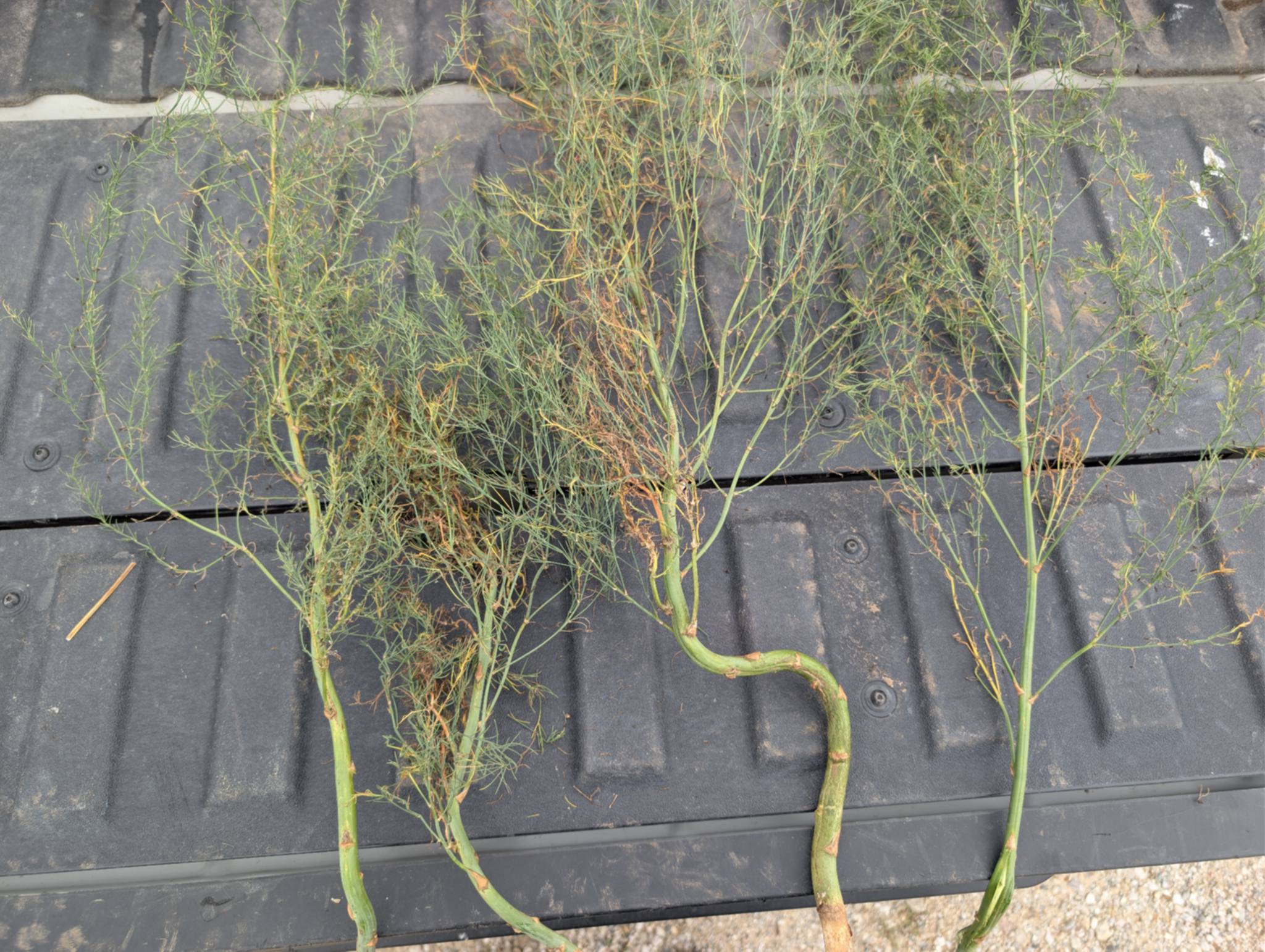 Crooked, zig-zaggy asparagus on the bed of a truck.